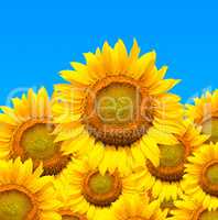 Beautiful sunflowers isolated naturally on blue sky.