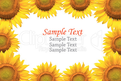 Sunflower isolated with sample text.