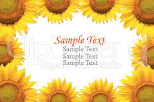 Sunflower isolated with sample text.