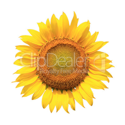 Perfect Sunflower, completely isolated on white background.