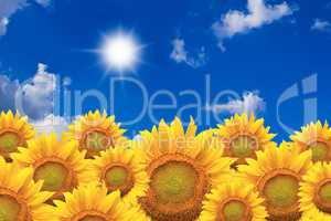 Beautiful sunflowers isolated naturally on blue sky.