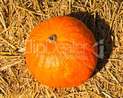 Pumpkins on bales of straw on a sunny day.