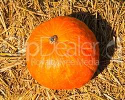 Pumpkins on bales of straw on a sunny day.