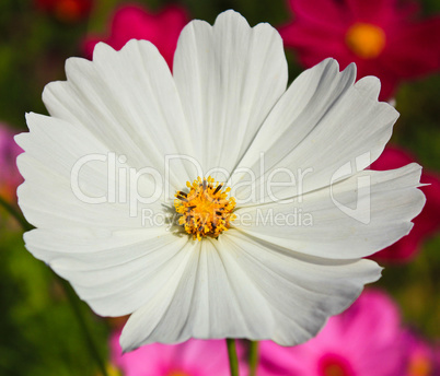 White Flower.