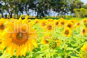 Sunflowers in the field.