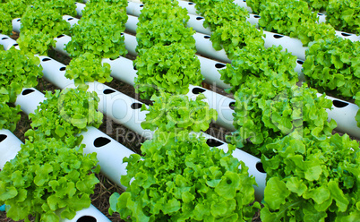 Field of fresh and tasty salad/lettuce plantation.