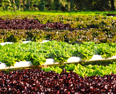 Field of fresh and tasty salad/lettuce plantation.