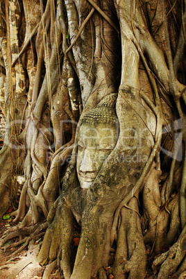 A buddha head inside a tree in Ayudhaya,Thailand.