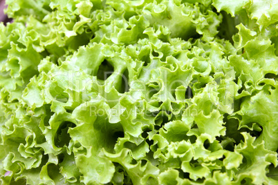Fresh green lettuce salad leaves.