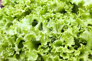 Fresh green lettuce salad leaves.
