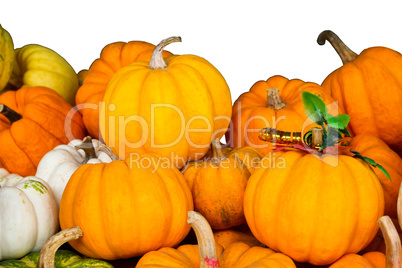 Pile of small pumpkins.