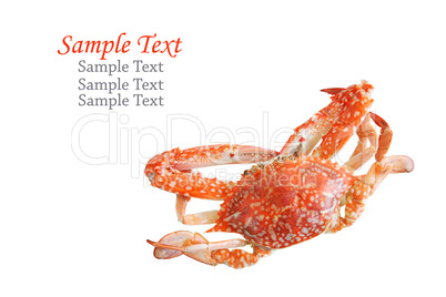Single sear orange crab over white background.