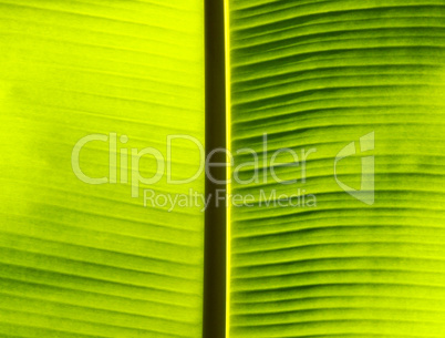 Fresh green banana leaf.