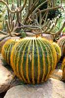 Giant cactus in Nong Nooch Tropical Botanical Garden, Pattaya, T