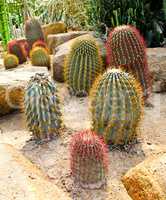 Cactus in Nong Nooch Tropical Botanical Garden, Pattaya, Thailan