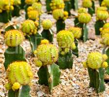 Cactus in Nong Nooch Tropical Botanical Garden, Pattaya, Thailan