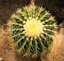 Cactus in Nong Nooch Tropical Botanical Garden, Pattaya, Thailan