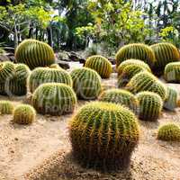 Giant cactus in Nong Nooch Tropical Botanical Garden, Pattaya, T