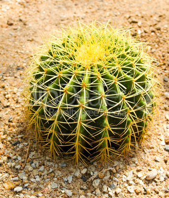 Cactus in Nong Nooch Tropical Botanical Garden, Pattaya, Thailan