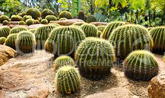 Giant cactus in Nong Nooch Tropical Botanical Garden, Pattaya, T