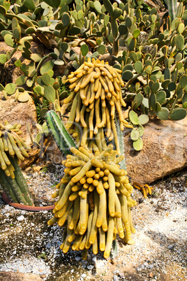 Cactus in Nong Nooch Tropical Botanical Garden, Pattaya, Thailan