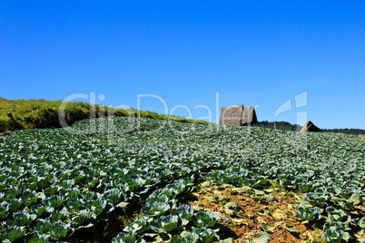 Big Cabbage farm on the mountain.