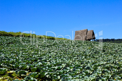 Big Cabbage farm on the mountain.