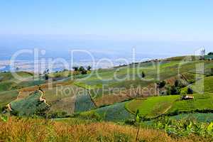 Vegetable field on the mountain.