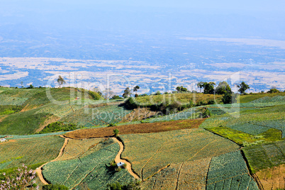 Vegetable field on the mountain.