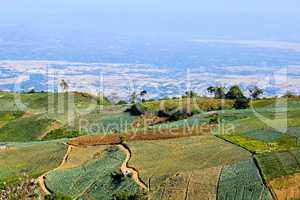 Vegetable field on the mountain.