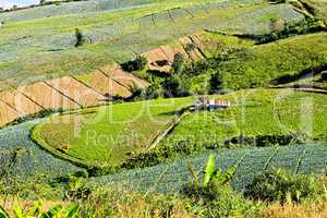 Vegetable field on the mountain.