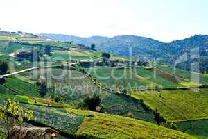 Vegetable field on the mountain.