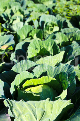 Cabbage field.