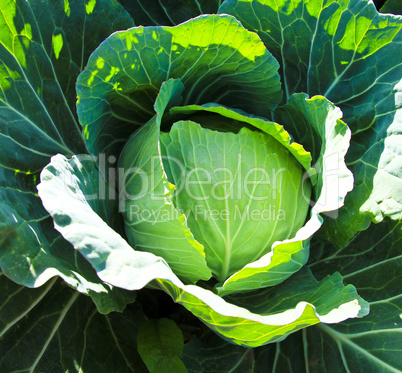 Cabbage head in a field.
