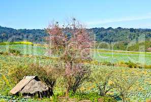 Hut in cabbage field, Thailand.