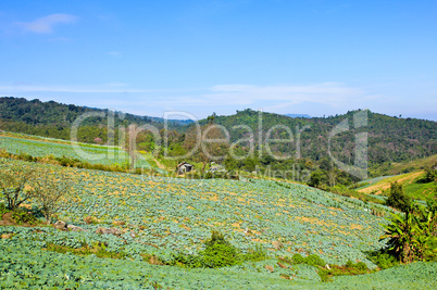 Big Cabbage farm on the mountain.