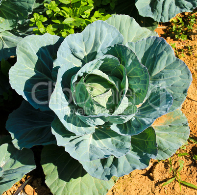 Cabbage head in a field.