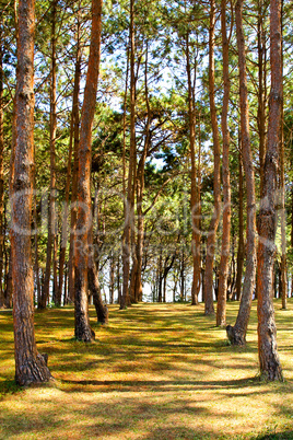 Rows of trees being tapped in a plantation.