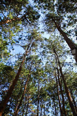 Spring forest treetops.