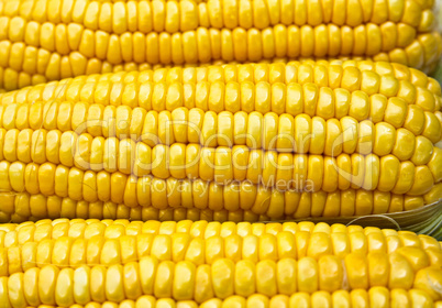 Bright color sweet corn.