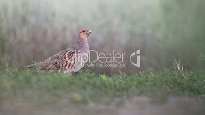 partridge on the edge of the wheat field