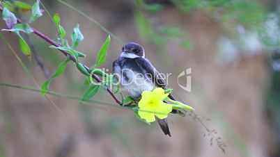 Sand martin sitting on a yellow flower