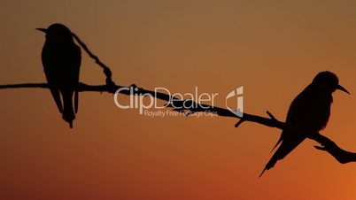 silhouettes of two birds sitting on a branch