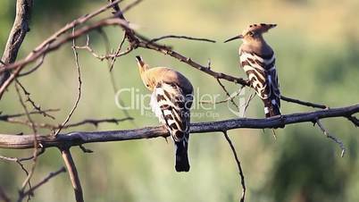 Upupa epops couple sits at sunrise on a branch and cleaning feathers