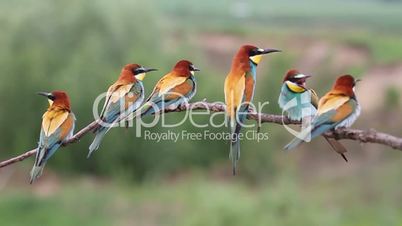 Bee eaters large flock sitting on a branch