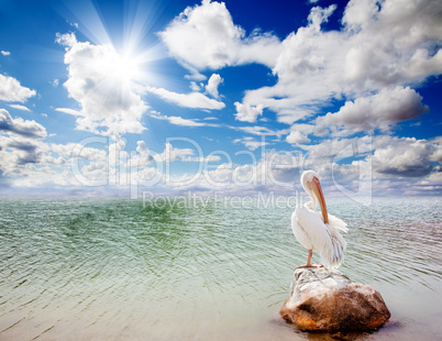 Landscape and pelican