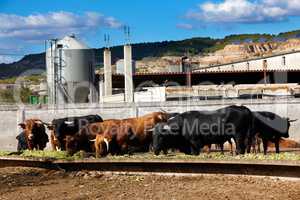 Bulls eating on a farm