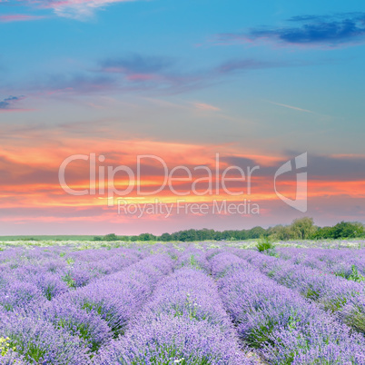 Field with blooming lavender and sunrise