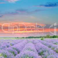 Field with blooming lavender and sunrise