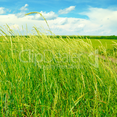 green field and blue sky with light clouds